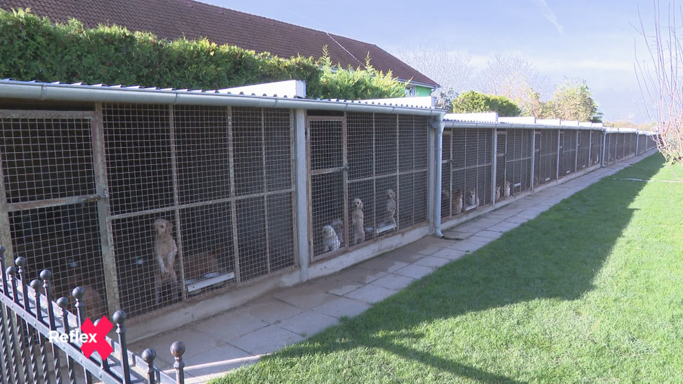 Koniec „psej fabriky“! Čo bude so zvieratami, o ktoré sa nemá kto starať?