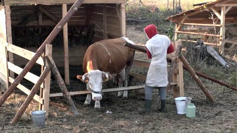 Komédia pokračuje: Tentoraz Juro verzus krava!