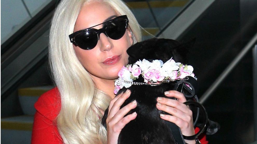 Pozná trest! Muž, ktorý ukradol Lady Gage psov, si posedí dlhé roky
