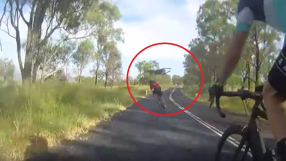VIDEO: Kengura zákerne napadla cyklistku, tá zostala len nehybne ležať na zemi