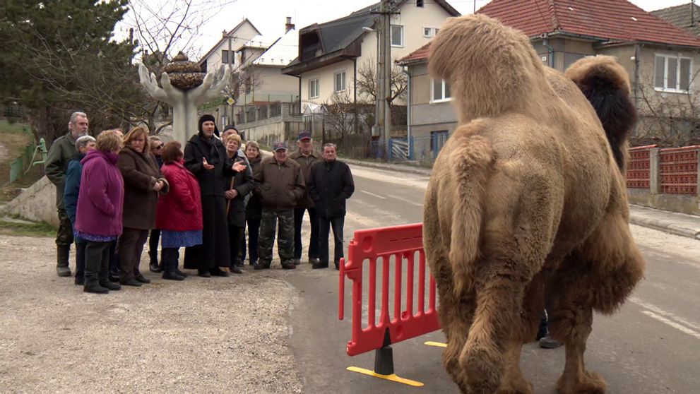 V Hornej Dolnej dostala rolu i ťava!
