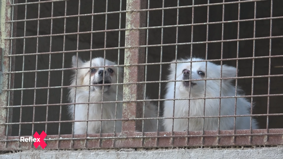 Za nelegálne množenie psov mu hrozí až 12 rokov