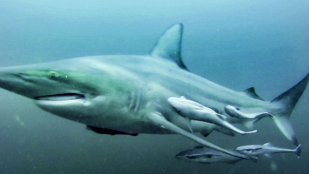 Markizácky moderátor šokoval: V mori bol obklopený žralokmi