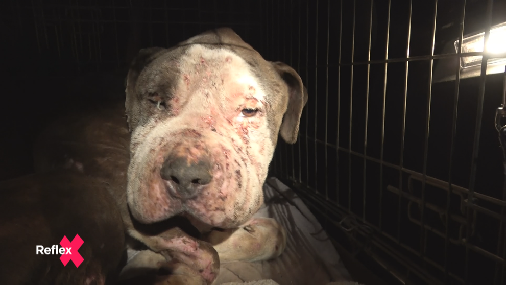 Razia na psie zápasy: Upozorňujeme na ne roky