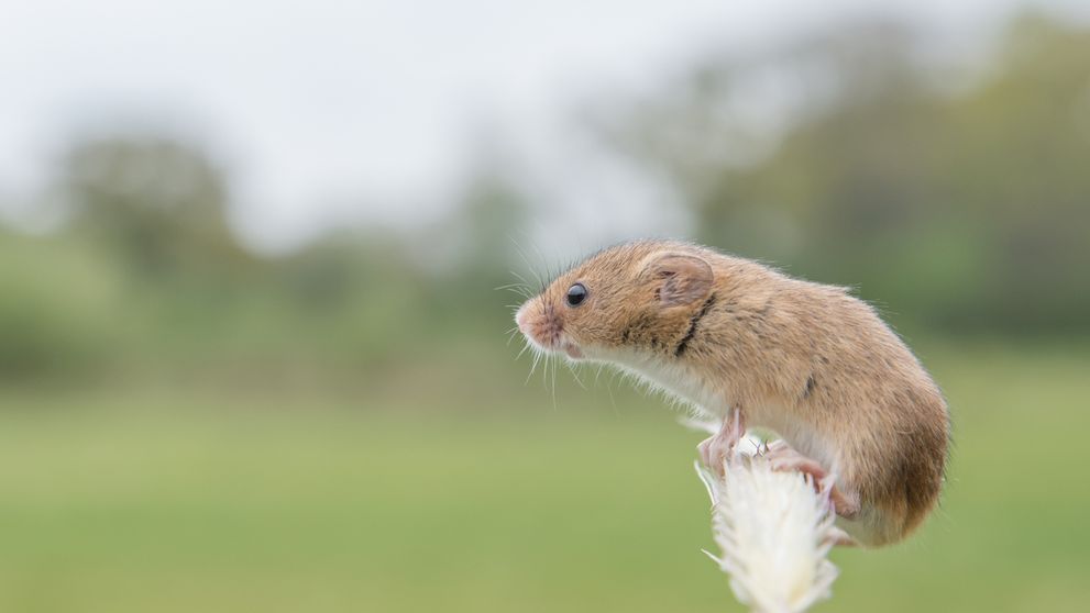 Roztomilé video boduje na sociálnych sieťach: Vytrvalá myš sa nakoniec dočkala pochúťky