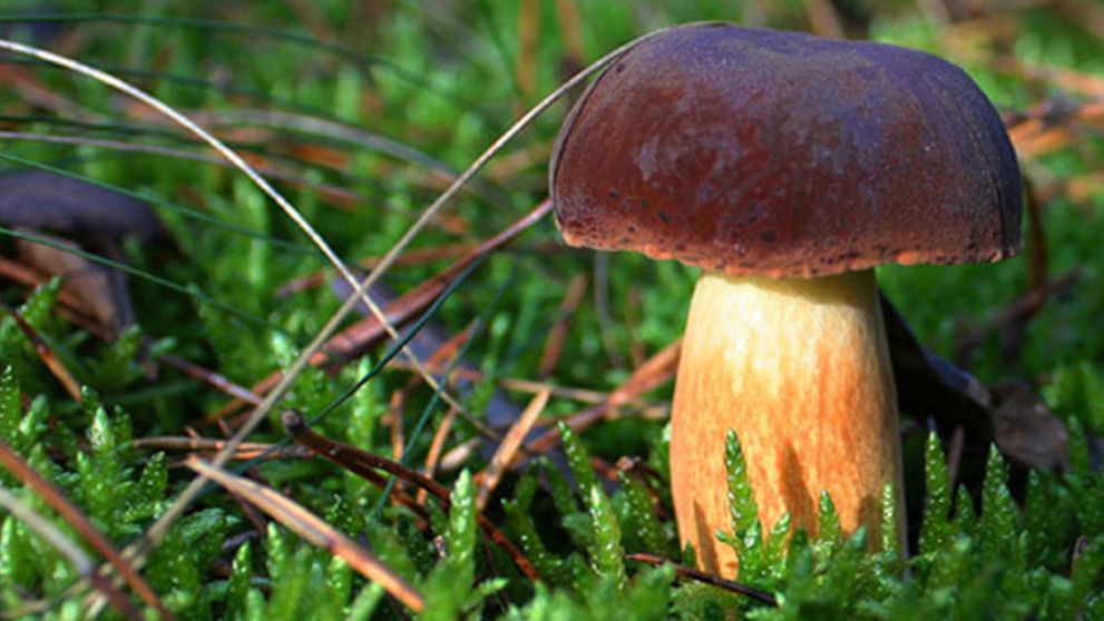 Hubárska sezóna je v plnom prúde! No pozor na otravy!