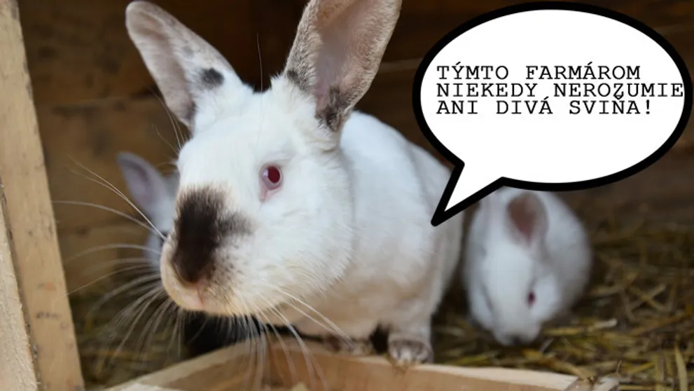 Záhadné posolstvá z Farmy: Čo tým chceli povedať?
