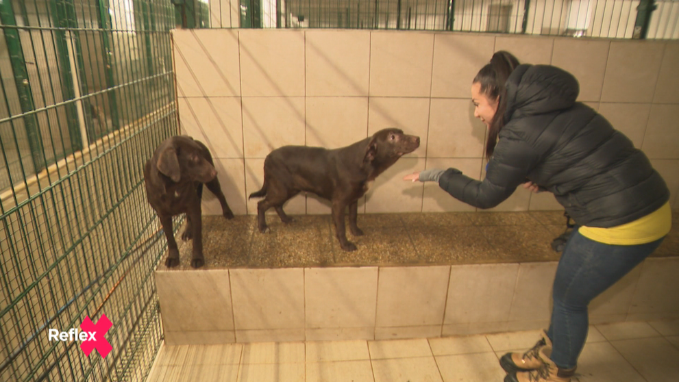 Čo sa stalo so psami z farmy hrôzy?