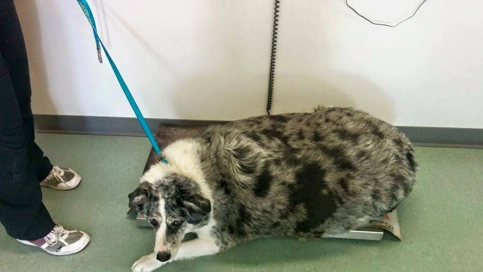 Buddyho extrémna premena. Neuveríte, koľko tento pes schudol