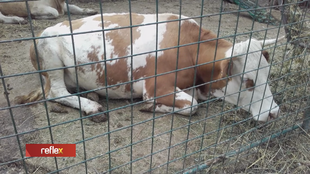 Sú slovenské minizoo v poriadku?