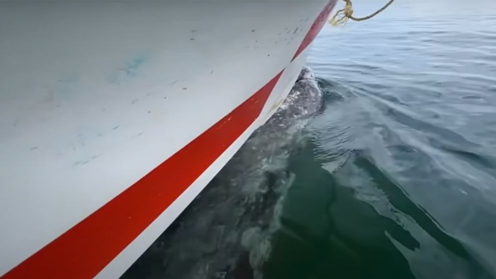 Turisti nakrútili vzácny moment. Veľryba „uniesla“ loď a povozila ich na chrbte