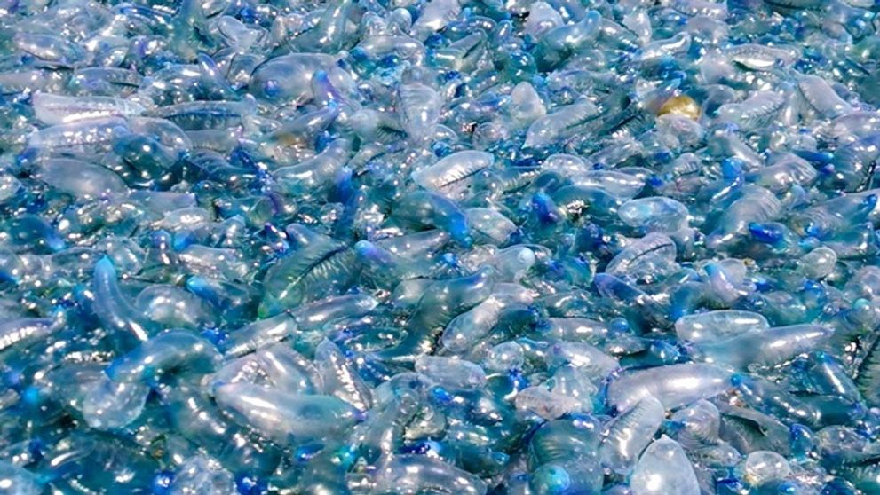 Uhádnete, čo je na obrázku? Stačí jeden dotyk a môže to skončiť fatálne