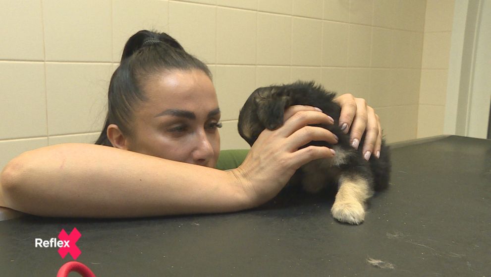 Ak majú šťastie, dostanú sa do útulku