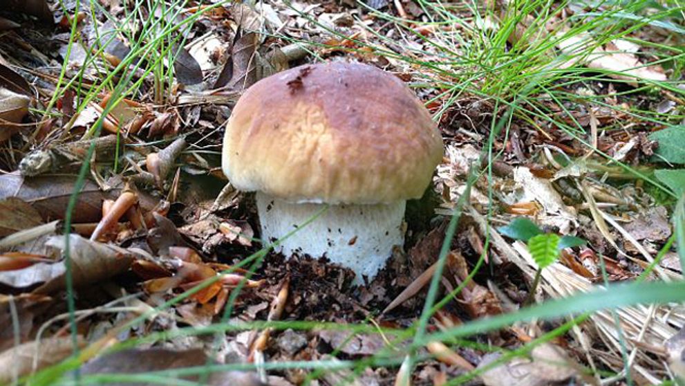 Hubárska sezóna je v plnom prúde!!! Rastú teda či nerastú?!