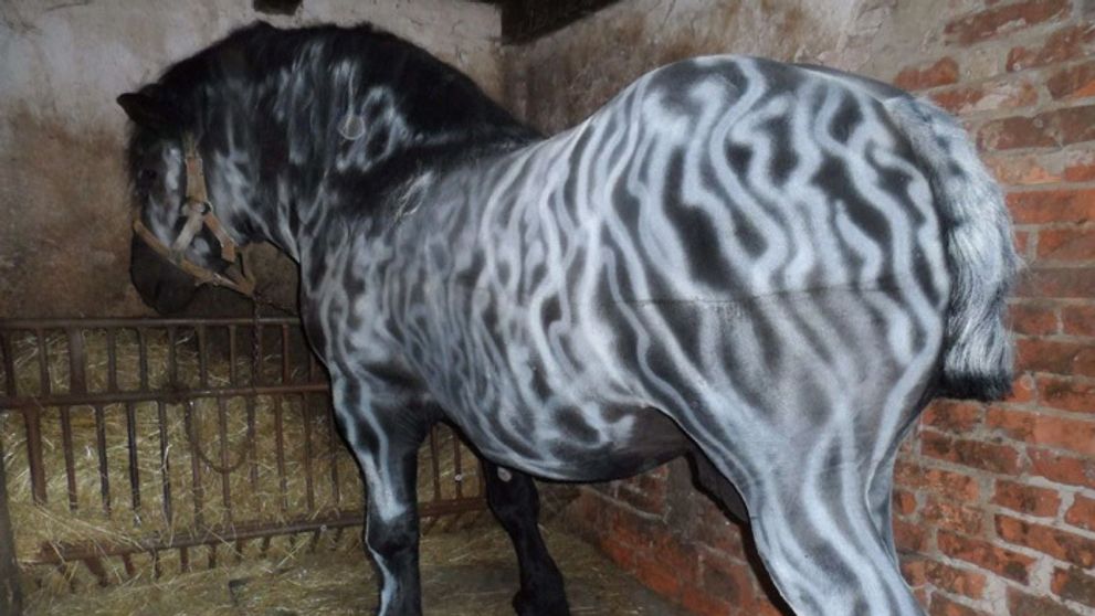 Polícia na Morave pátra po sprejerovi. Takto sa vybúril na koňovi