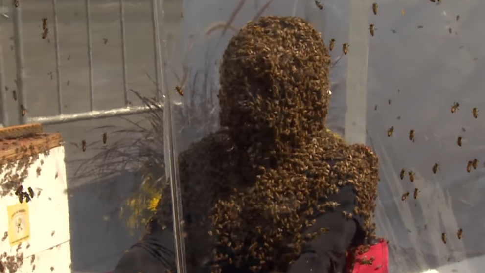 Nový svetový rekord. Kanaďanovu tvár obalilo viac ako stotisíc včiel