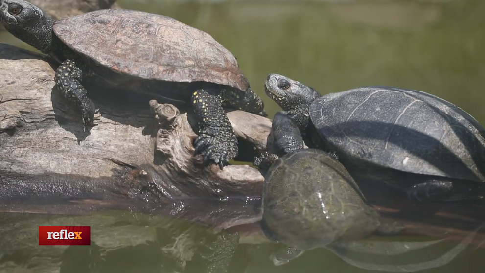 Záchrana pre korytnačky
