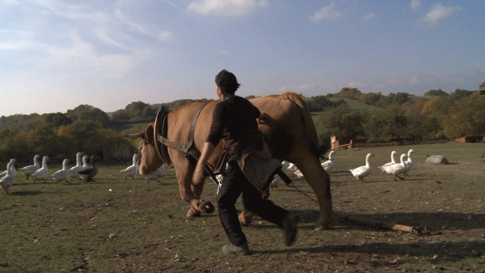 Ženy a vôl? No hotová pohroma!