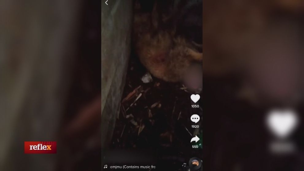 Deti zavesili na internet video so psími zápasmi