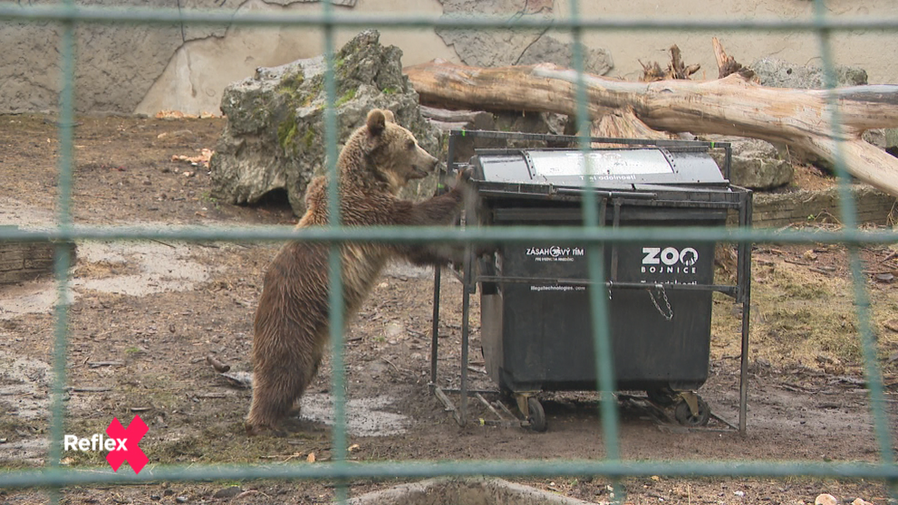 Test odolnosti medveďov