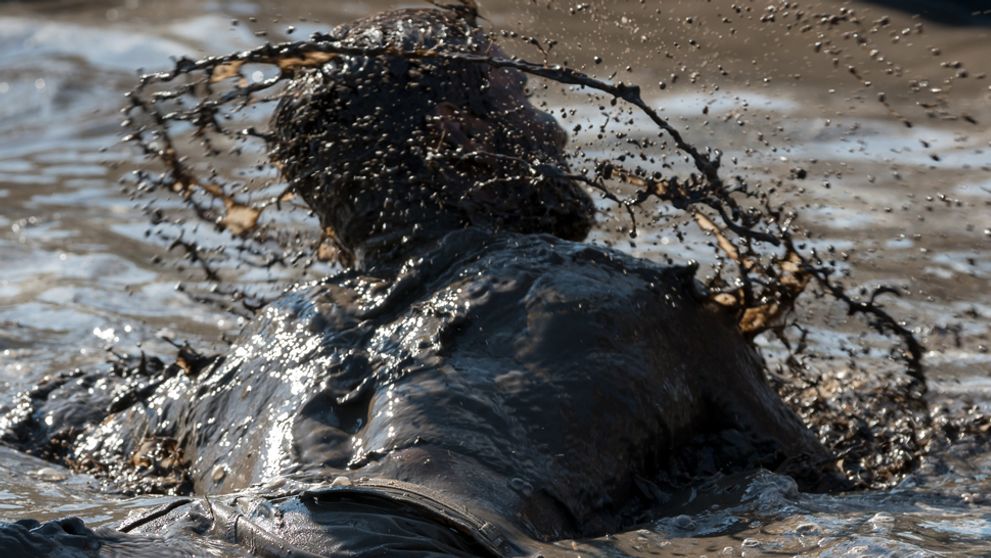 Farmári sa odtrhli z reťaze: Rozbláznené orgie v bahne
