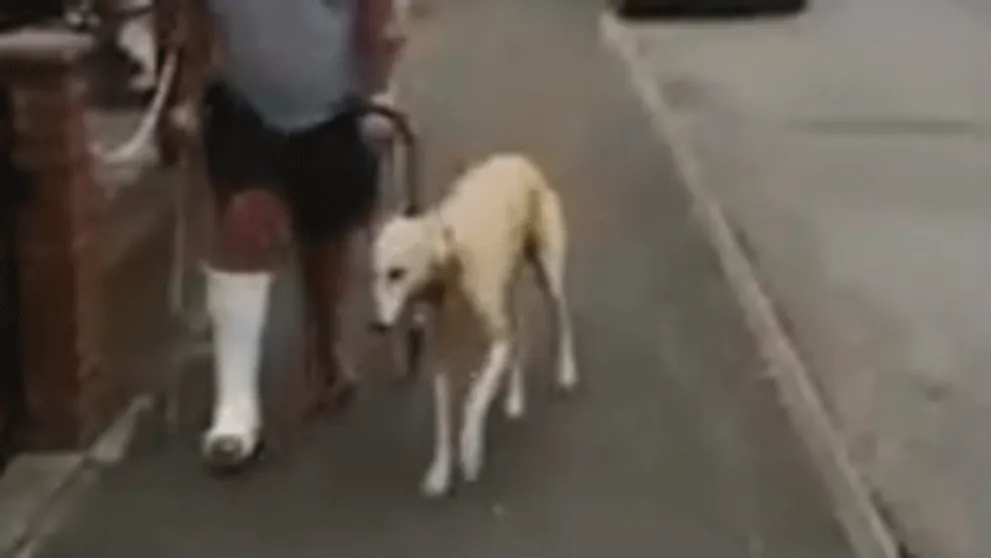 Muž minul na veterinárne vyšetrenia stovky dolárov. Keď zistil, čo je jeho psovi, zostal v šoku