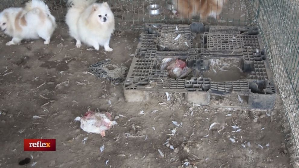 Veterinár verzus ochranári