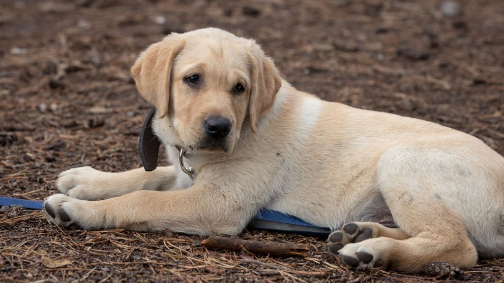 Druhý deň na Farme a hneď vážna nehoda!