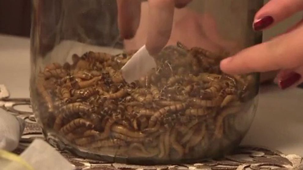 Stačil jej jeden pohľad na červy! Slovenská speváčka to nezvládla a...