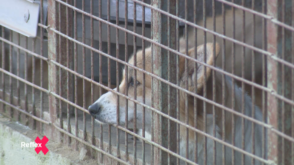 Záchrana stoviek psov z množiarne