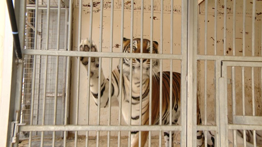 Patria podľa Vás zvieratá do cirkusu?