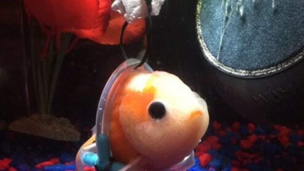 Príbeh tejto rozkošnej rybky strčí do vrecka aj Nema... A je skutočný!