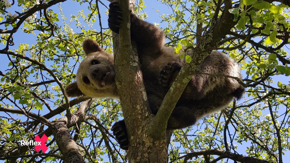 Medvede – čoraz aktuálnejšia téma