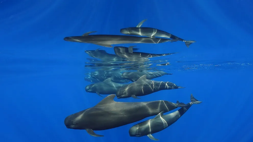 Súťaž Ocean Art pozná víťazov: Pozrite si najkrajšie snímky života pod hladinou