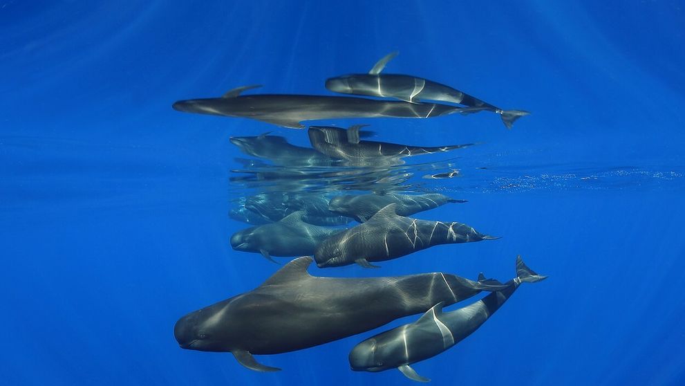 Súťaž Ocean Art pozná víťazov: Pozrite si najkrajšie snímky života pod hladinou