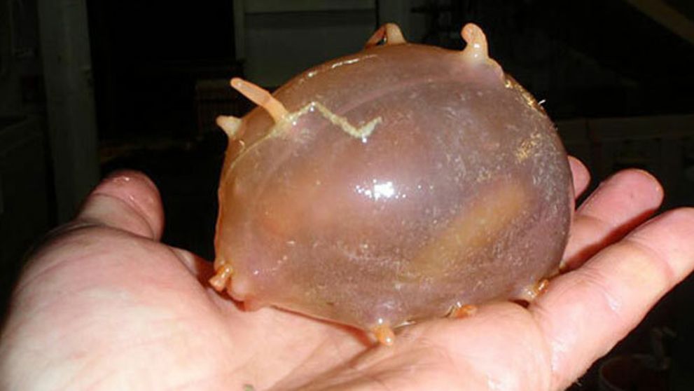 Zvieratá ako z iného sveta!