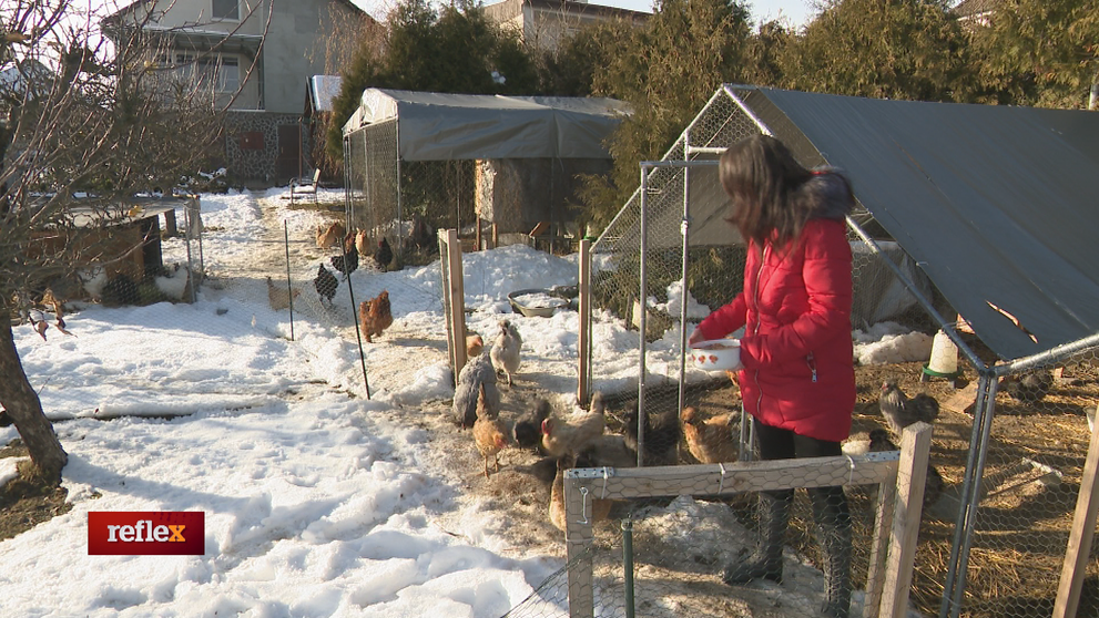 Vojna pre chov hydiny