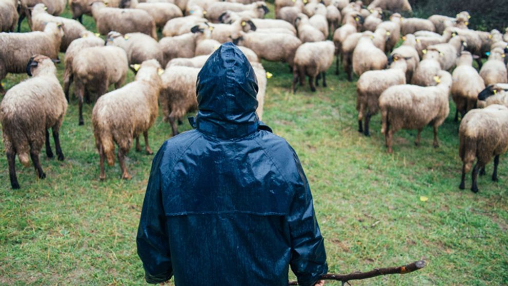 Matúš zúri! Podraz od farmárov!