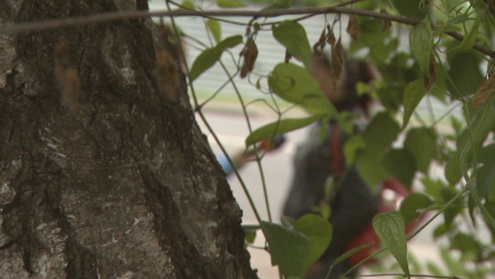 Prostitútka prežila útok vraha