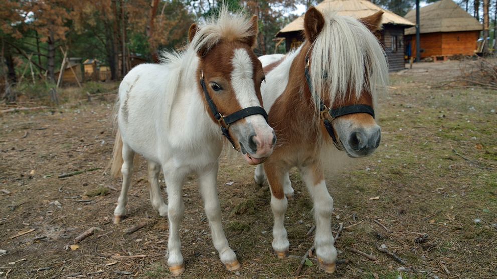 Poriadne ródeo na Farme: Poníky si robia z ľudí dobrý deň