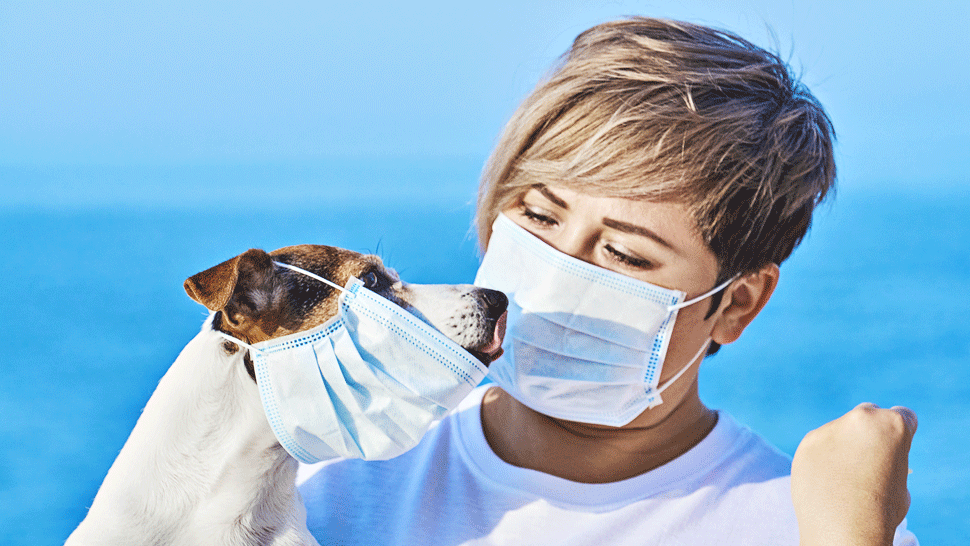 Pes v karanténe: Ako ho cvičiť?