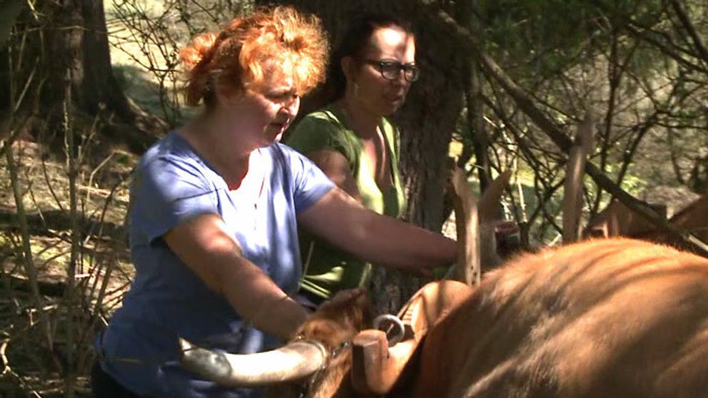 Groteska na Farme pokračuje: Vyvrcholením bude Bubicino manévrovavie s volmi