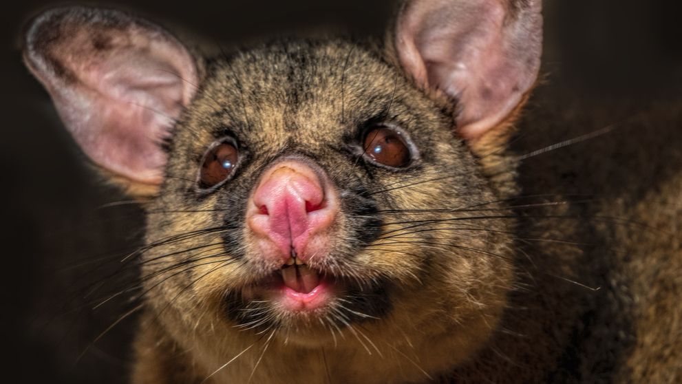 Agresívna vačica držala ženu ako rukojemníčku v jej vlastnom dome