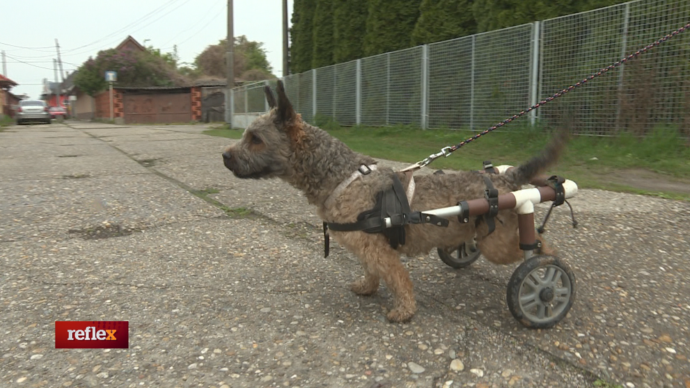 Aj psy s hendikepom majú milujúcich majiteľov