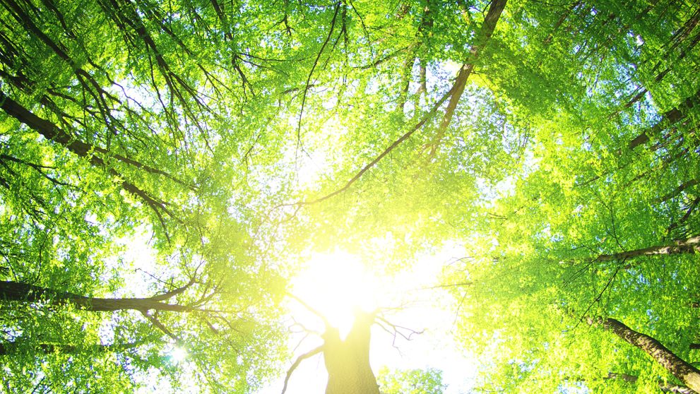 SHMÚ vydal na utorok výstrahy pred horúčavami. Pozrite si, kde budú teploty najvyššie