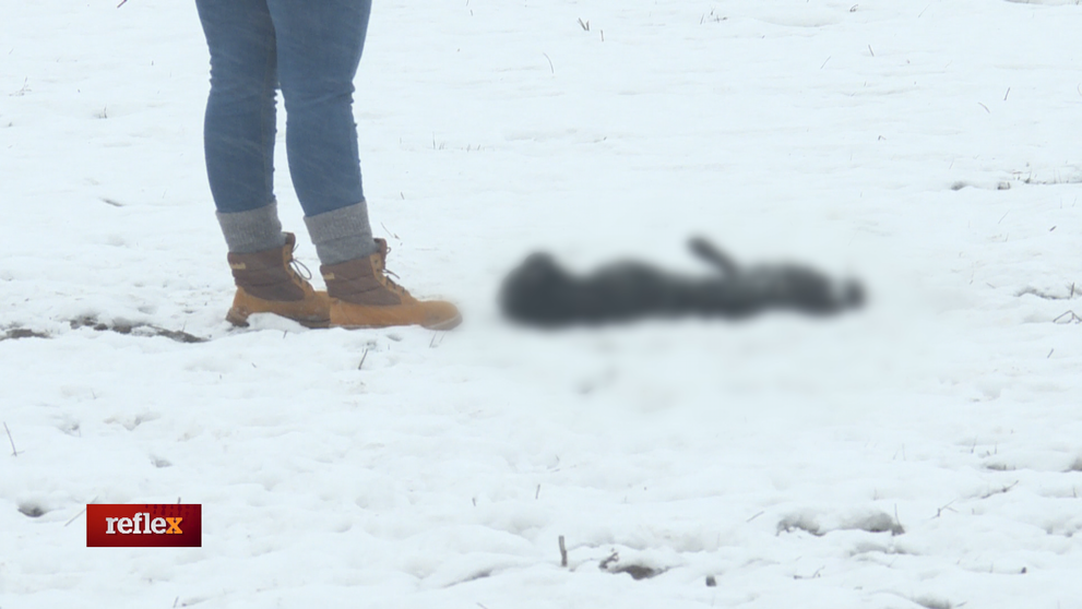 Opäť sme našli množstvo uhynutých psov pri osade v Trebišove