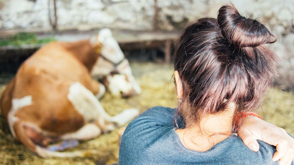 Obrovské prekvapenie na Farme! Narodilo sa teliatko!