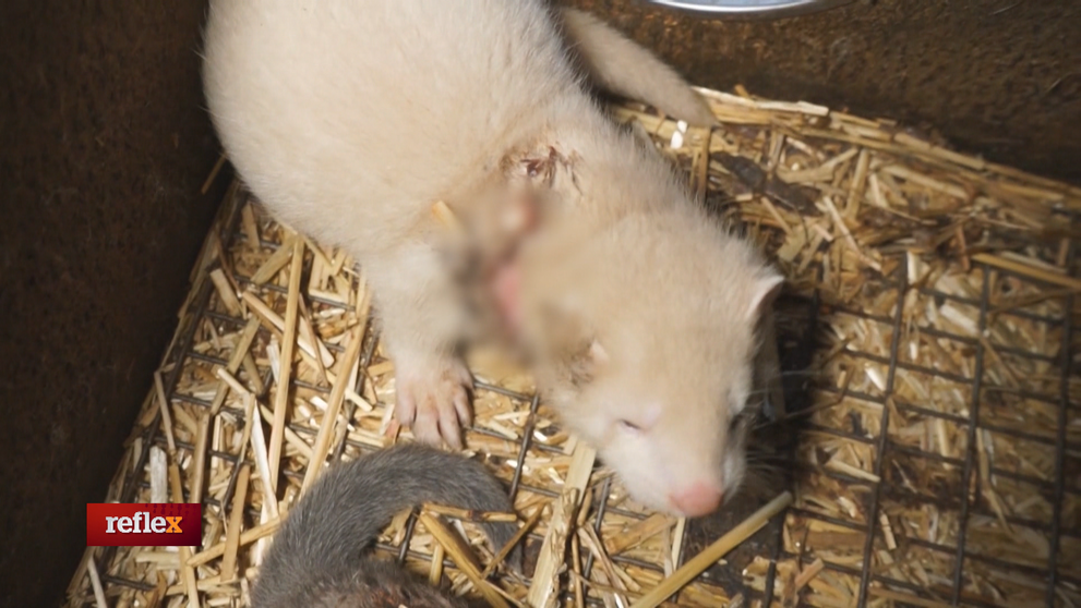 Hovorí sa o novom zmutovanom korona víruse