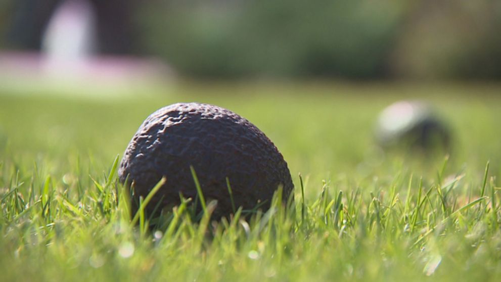 Avokádo - nový palmový olej?