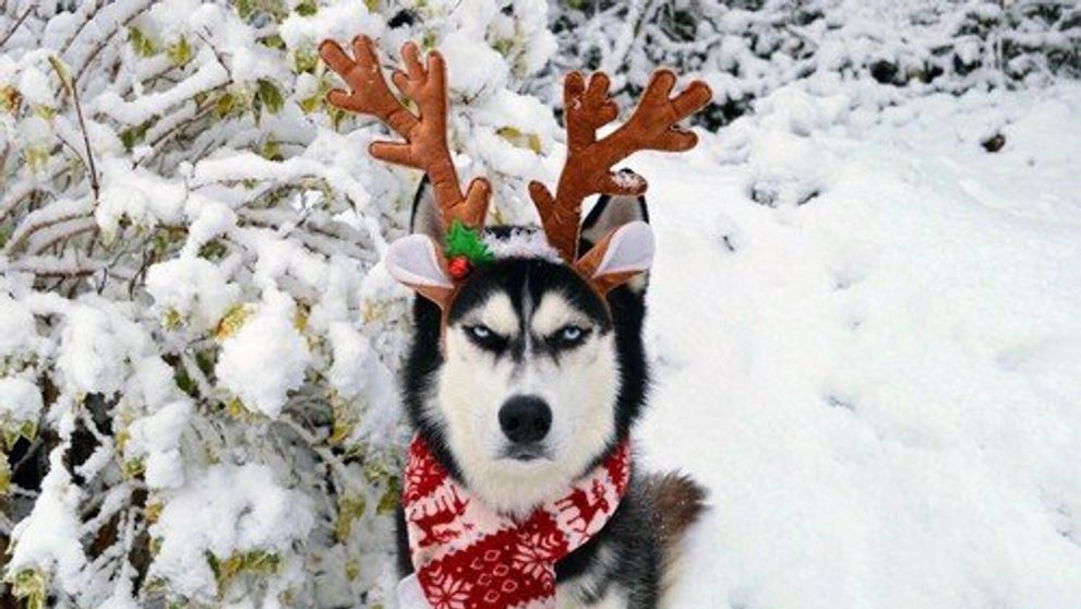 Nemáte radi Vianoce? Na „nadšený“ výraz tohto psa sa určite ani nechytáte!